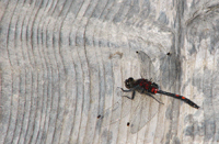 Sudenkorento pitkospuilla